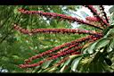 澳洲鴨腳木-花4.jpg