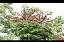 澳洲鴨腳木-花9.jpg