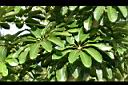 澳洲鴨腳木-葉4.jpg
