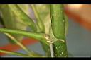 澳洲鴨腳木-葉柄.jpg