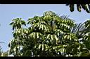 澳洲鴨腳木46.jpg
