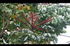 澳洲鴨腳木-花0.jpg