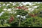 澳洲鴨腳木-花11.jpg
