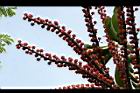 澳洲鴨腳木-花5.jpg