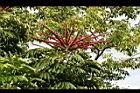 澳洲鴨腳木-花7.jpg