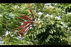澳洲鴨腳木-花8.jpg