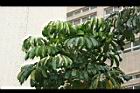澳洲鴨腳木-葉0.jpg