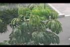 澳洲鴨腳木-葉3.jpg