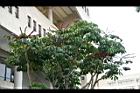 澳洲鴨腳木03.jpg