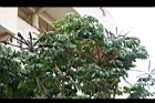 澳洲鴨腳木04.jpg