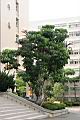 澳洲鴨腳木05.jpg