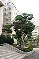 澳洲鴨腳木06.jpg