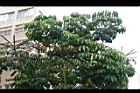 澳洲鴨腳木07.jpg