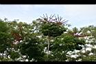 澳洲鴨腳木42.jpg