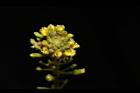 濕生葶藶-花30.JPG