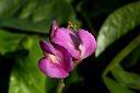 濱刀豆-花03.JPG