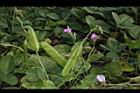 濱刀豆-實04.JPG