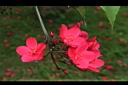 火漆樹-花序01.JPG