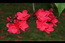 火漆樹-花序02.JPG