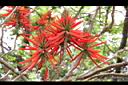 火炬刺桐-花04.jpg