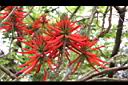 火炬刺桐-花05.jpg