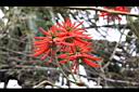 火炬刺桐-花06.jpg