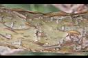 火炬刺桐-鱗片1.jpg