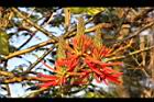 火炬刺桐-花33.jpg