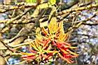 火炬刺桐-花36.jpg
