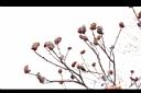 火炬樹-實01.JPG