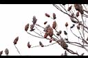 火炬樹-實04.JPG