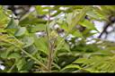 火炬樹-花苞00.JPG