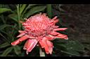 火炬薑-花01.JPG