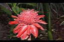 火炬薑-花02.JPG