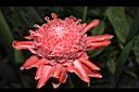 火炬薑-花09.JPG
