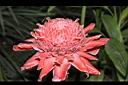 火炬薑-花12.JPG