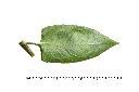火炭母草-葉背00.JPG