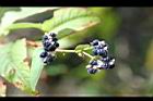 火炭母草-實02.jpg