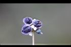 火炭母草-實10.jpg