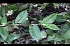 火炭母草-葉02.jpg