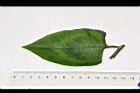 火炭母草-葉正01.JPG