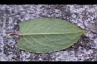 火炭母草-葉背01.jpg
