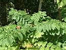 火焰木-葉2.JPG