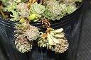 火焰草12.JPG