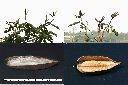 火燄木-實1.jpg