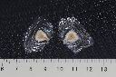 火燄木-種子02.JPG