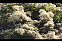 火燒柯-花序04.JPG