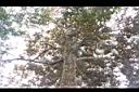 火燒柯-莖01.JPG