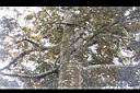 火燒柯-莖02.JPG
