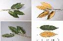 火燒柯-葉1.jpg